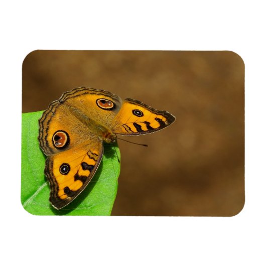 Peacock Pansy-Schmetterling Magnet (Horizontal)