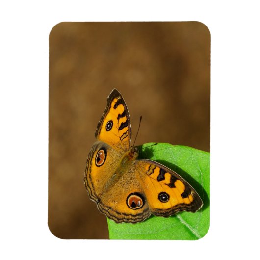 Peacock Pansy-Schmetterling Magnet (Vertikal)