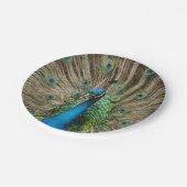 Peacock Pappteller (Schrägansicht)
