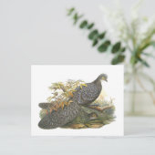 Peacock Pheasant Postkarte (Stehend Vorderseite)