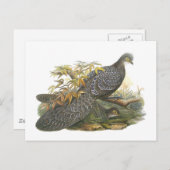 Peacock Pheasant Postkarte (Vorne/Hinten)