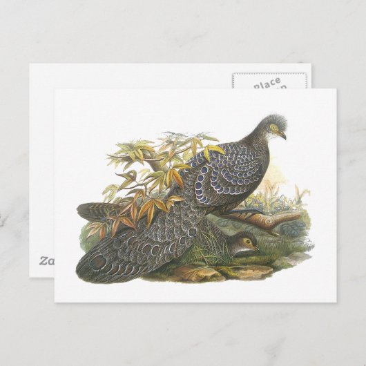 Peacock Pheasant Postkarte (Vorne/Hinten)