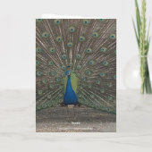 PEACOCK PHOTO ANNIVERSARY GREETING CARD KARTE (Rückseite)