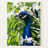 Peacock Planer (Rückseite)