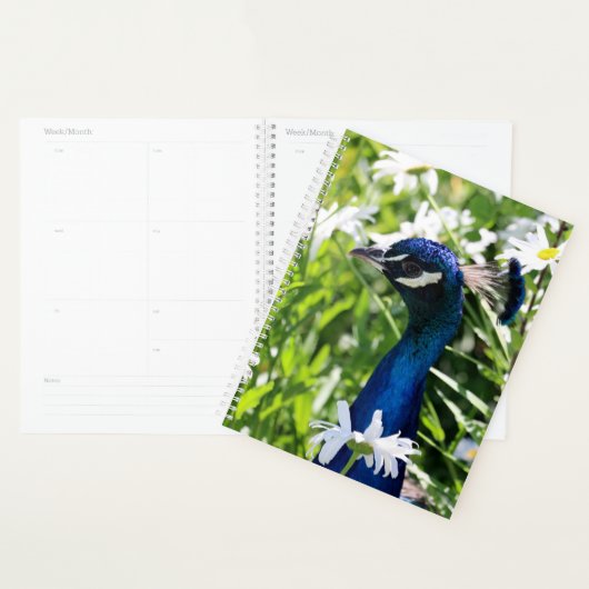 Peacock Planer (Anzeige)
