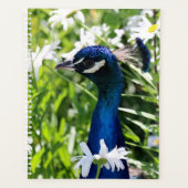 Peacock Planer (Vorderseite)