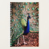 Peacock Planer (Vorderseite)