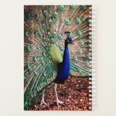 Peacock Planer (Rückseite)