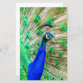 Peacock Plumage Briefpapier (Vorne/Hinten)