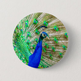 Peacock Plumage Button