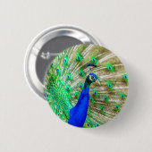 Peacock Plumage Button (Vorne & Hinten)