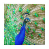 Peacock Plumage Fliese (Vorderseite)