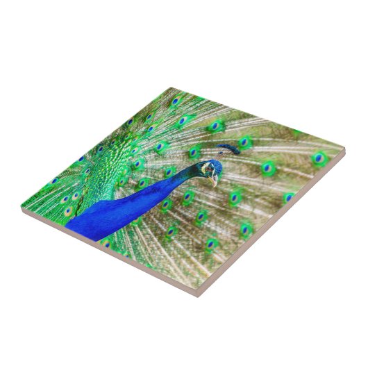 Peacock Plumage Fliese (Seite)