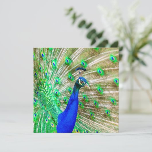 Peacock Plumage Karte (Stehend Vorderseite)
