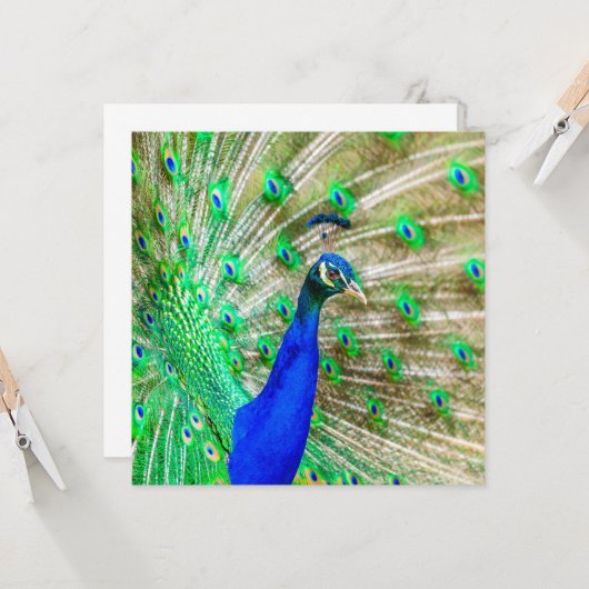 Peacock Plumage Karte (Vorderseite/Rückseite Beispiel)