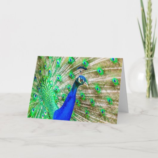 Peacock Plumage Karte (Vorderseite)