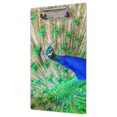 Peacock Plumage Klemmbrett (Links)