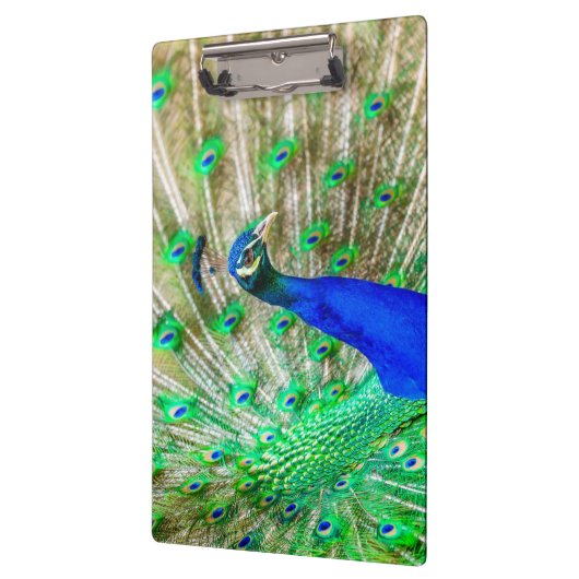 Peacock Plumage Klemmbrett (Links)