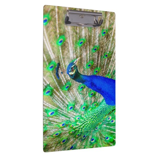 Peacock Plumage Klemmbrett (Rechts)