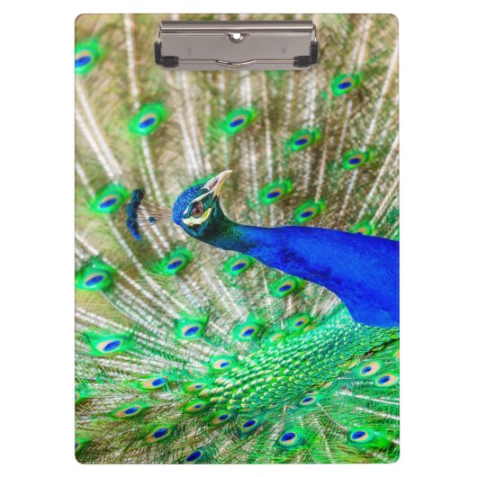 Peacock Plumage Klemmbrett (Vorderseite)