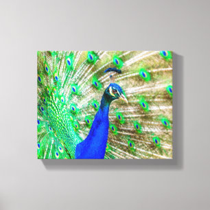 Peacock Plumage Leinwanddruck