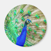Peacock Plumage Magnet (Vorne)