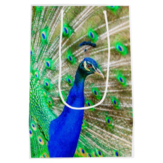Peacock Plumage Mittlere Geschenktüte (Rückseite)