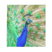 Peacock Plumage Notizblock (Vorderseite)