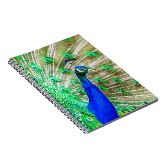 Peacock Plumage Notizblock (Rechte Seite)