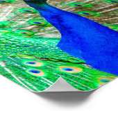 Peacock Plumage Poster (Ecke)