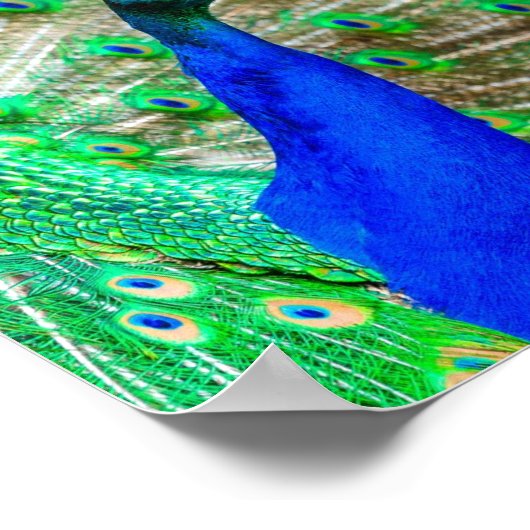 Peacock Plumage Poster (Ecke)