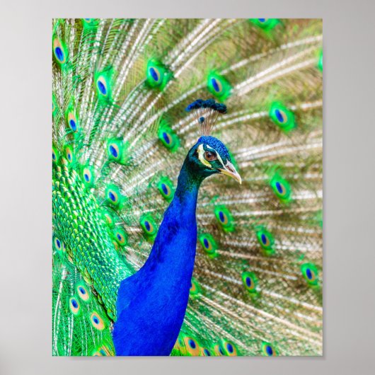 Peacock Plumage Poster (Vorne)