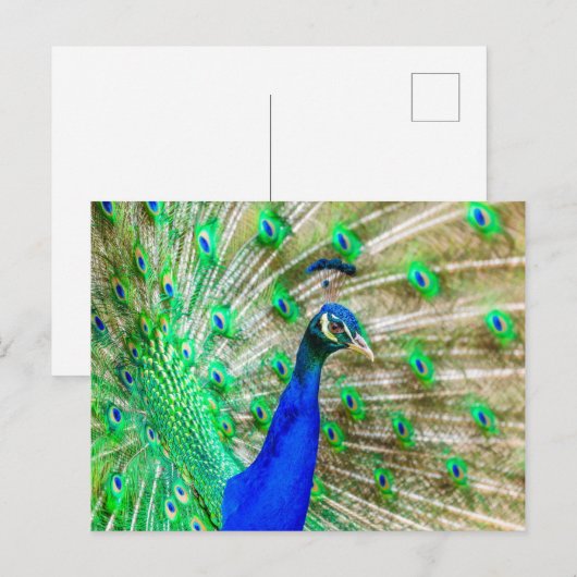 Peacock Plumage Postkarte (Vorne/Hinten)