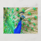 Peacock Plumage Postkarte (Vorderseite)