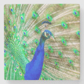 Peacock Plumage Steinuntersetzer (Vorderseite)