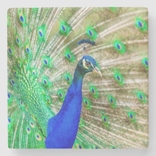 Peacock Plumage Steinuntersetzer (Vorderseite)