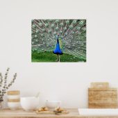 Peacock Plume Poster (Küche)