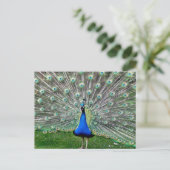 Peacock Plume Postkarte (Stehend Vorderseite)
