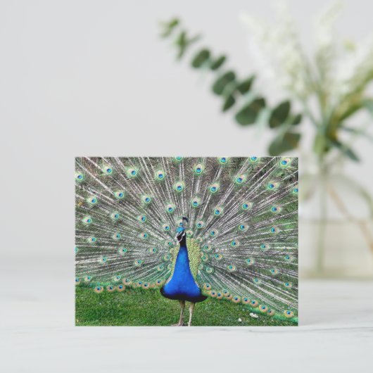 Peacock Plume Postkarte (Stehend Vorderseite)