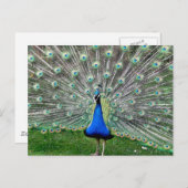 Peacock Plume Postkarte (Vorne/Hinten)
