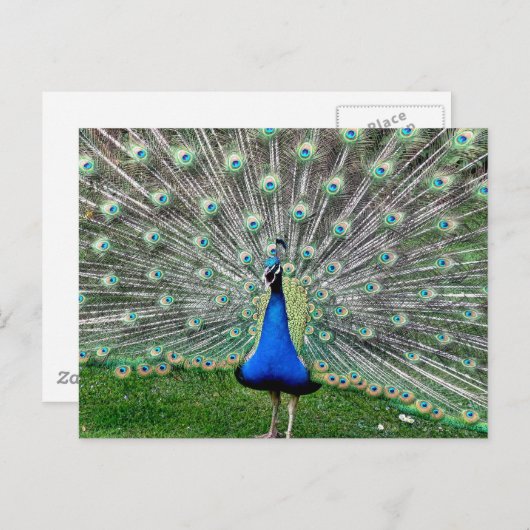Peacock Plume Postkarte (Vorne/Hinten)