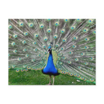 Peacock Plume Postkarte