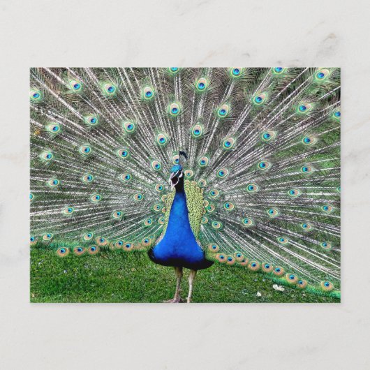 Peacock Plume Postkarte (Vorderseite)