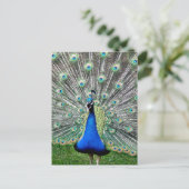 Peacock Plume Postkarte (Stehend Vorderseite)