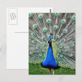 Peacock Plume Postkarte (Vorne/Hinten)