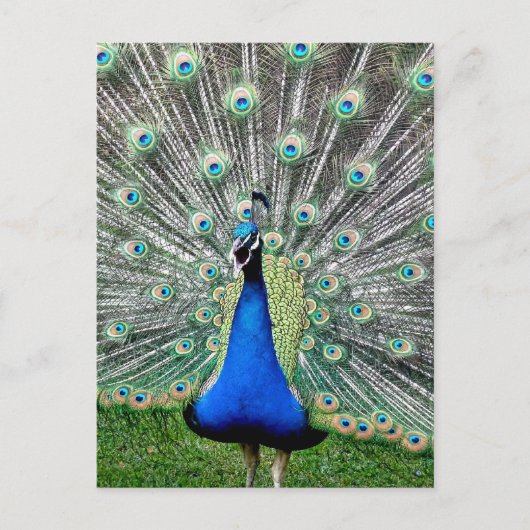 Peacock Plume Postkarte (Vorderseite)