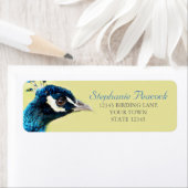 Peacock Portrait Fotografen Rücksendeadressen-Aufk (Insitu)