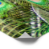 Peacock Poster (Ecke)