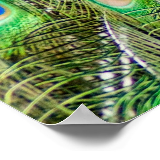 Peacock Poster (Ecke)