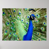 Peacock Poster (Vorne)